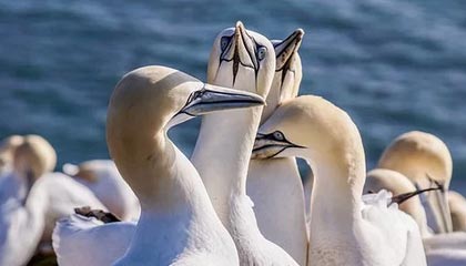 巴黎圣日耳曼2-1战胜波尔多，姆巴佩再度带领球队