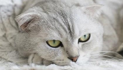 爱游戏APP_东亚足球锦标赛上的传球艺术，教练称赞