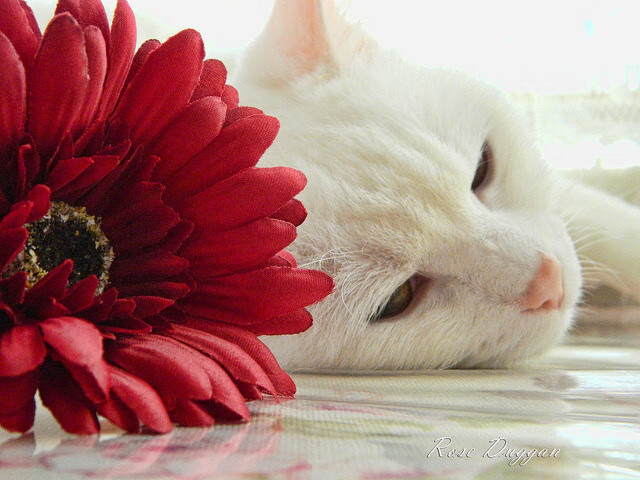 赛季总结：欧洲豪门谁最成功？，欧洲豪门转会官宣一览