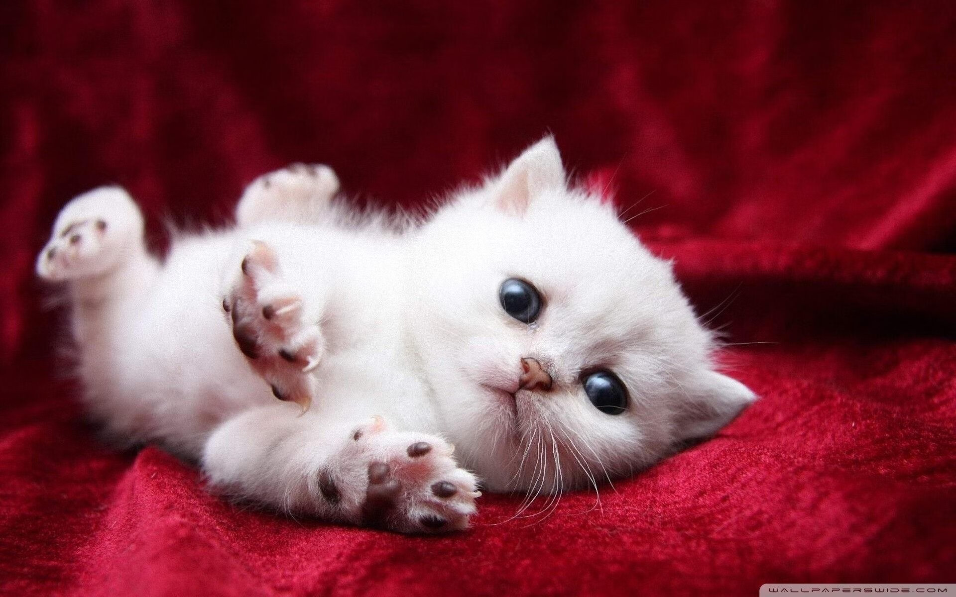 柯尔赞女子200米仰泳赛道亮点，200米仰泳比赛视频