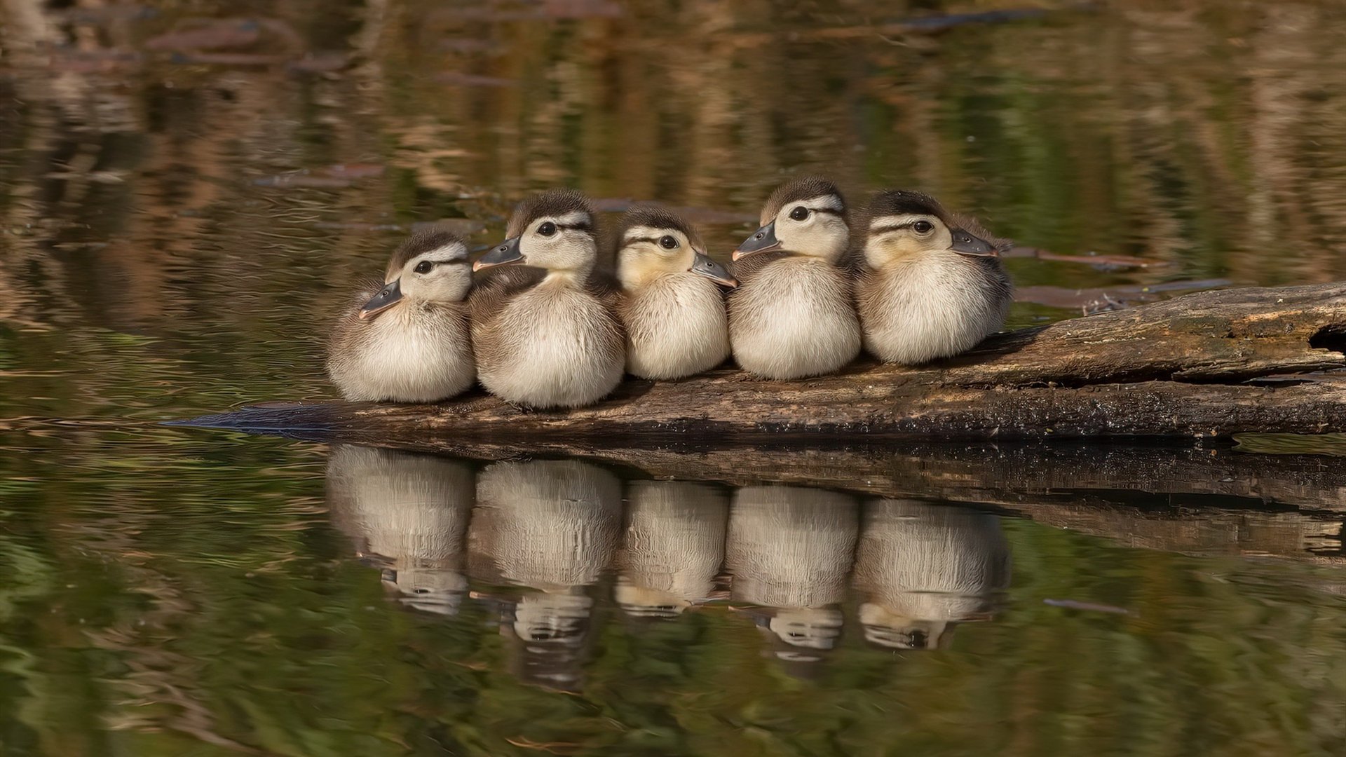 法甲琅琊榜：众星云集，新星崛起，琅琊榜法语版