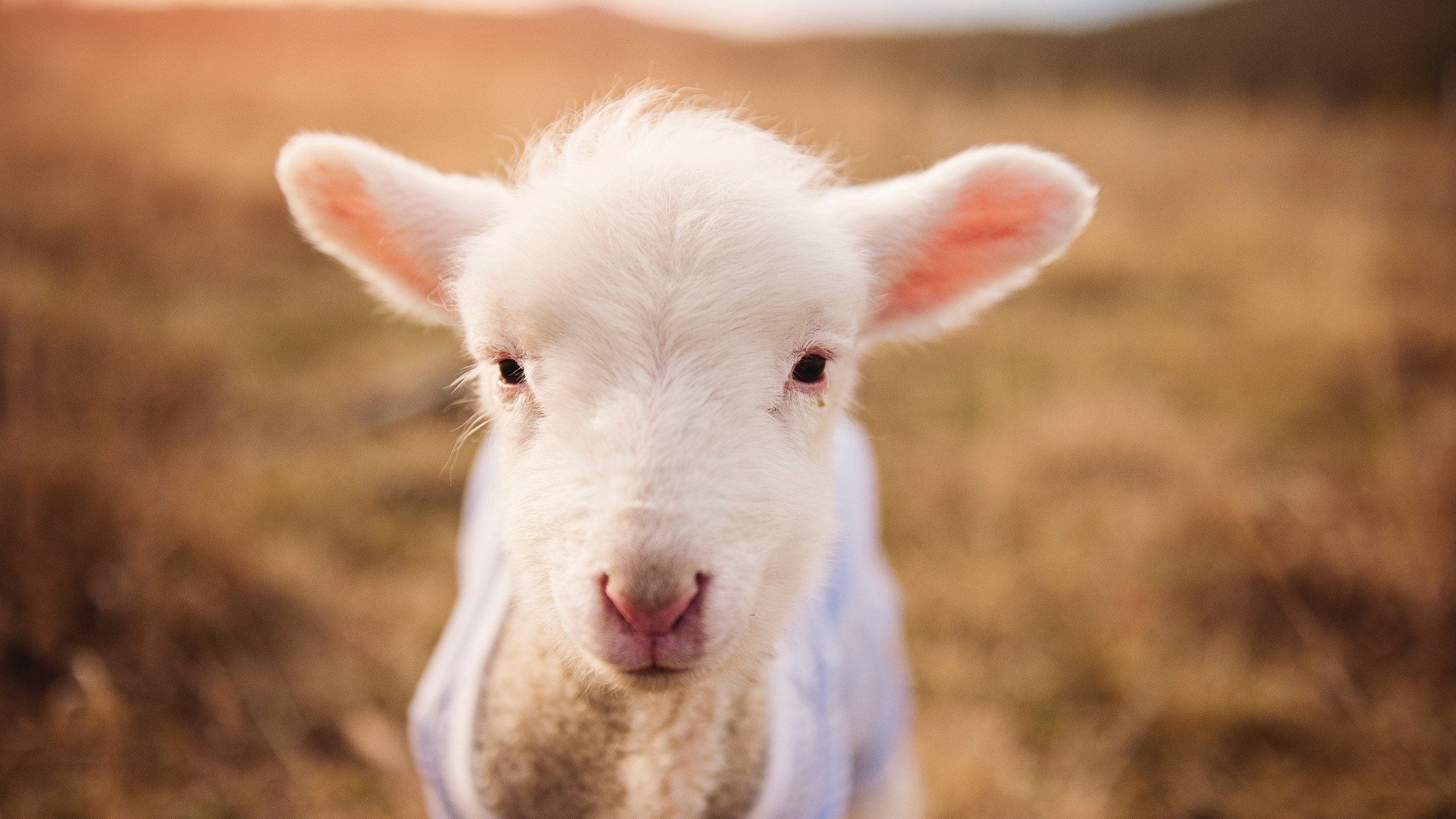 老鹰场均得分持续上升进攻火力提升，老鹰最近比赛