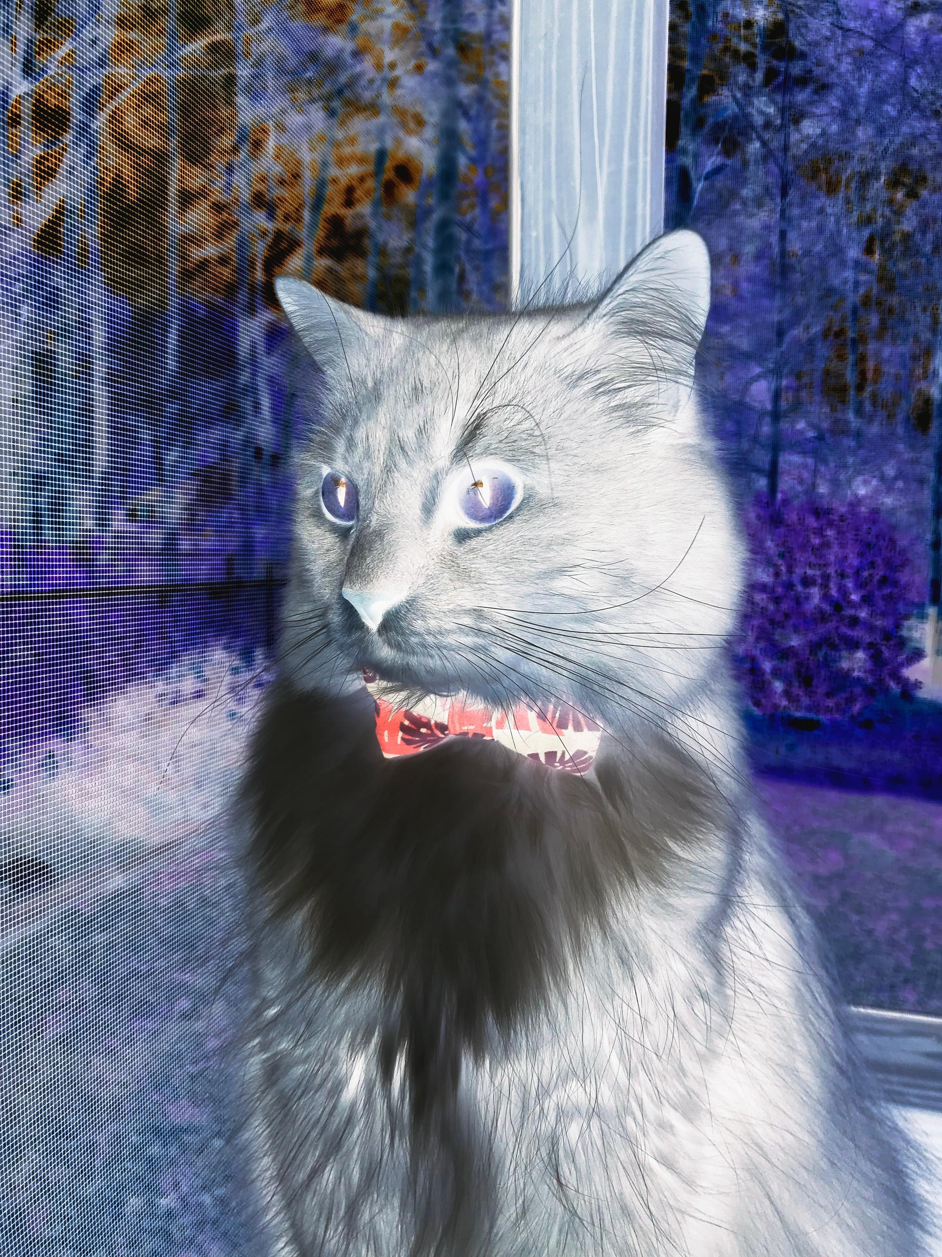 自由泳荷兰女将节奏把握精准，自由泳名将