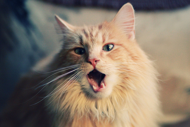 青训球员建立个体技能发展图谱支持因材施教与长期规划，青训体系